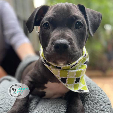 Deck out your doggie with our bandanas, bows, and ties! – Journeys Attic